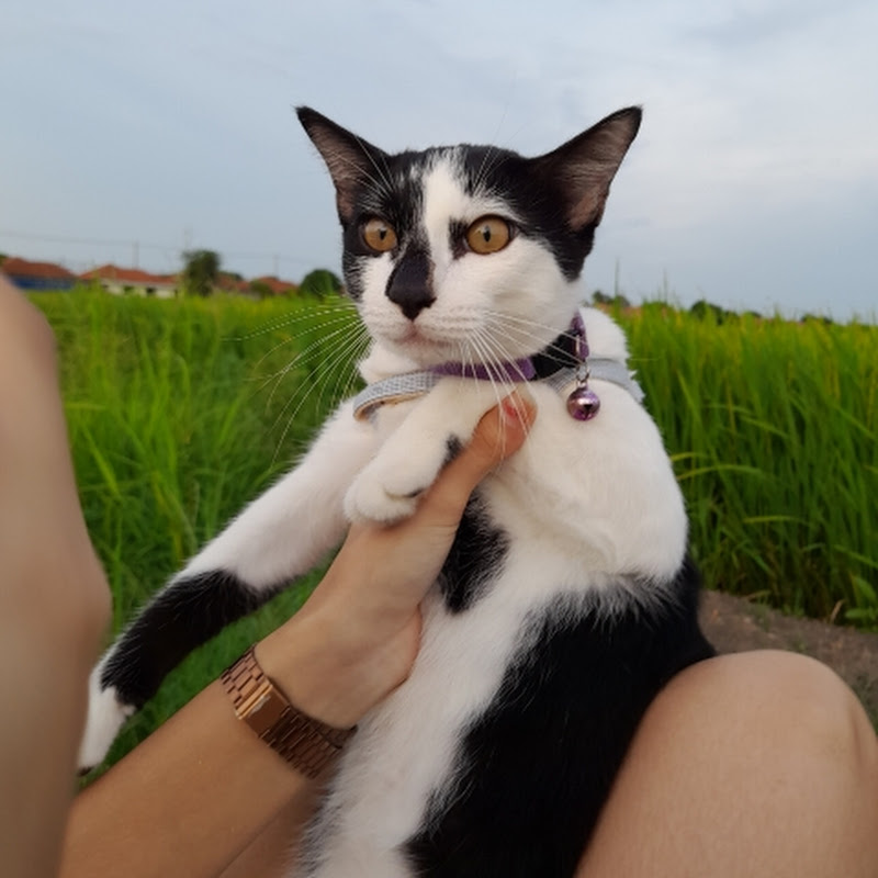 KHVARNFAR ขวานฟ้า😻🐈