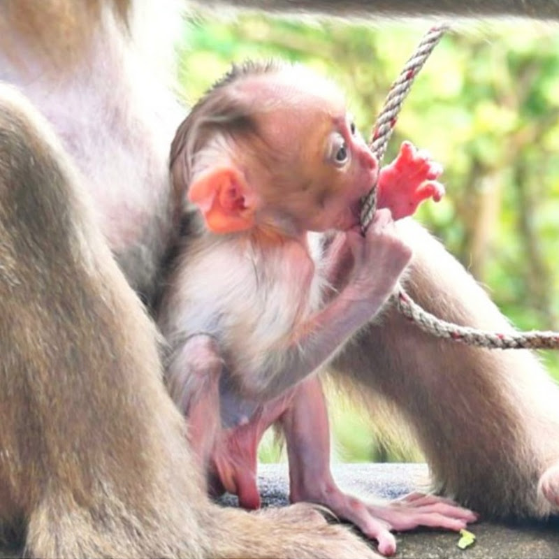 Animal Babies Cutie