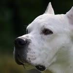 DogoArgentino
