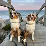 Scarlett & Zephyr