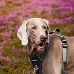 ITZA | Weimaraner
