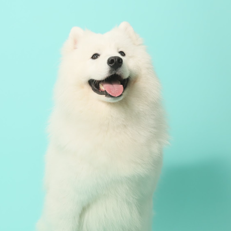 Big Dog Channel