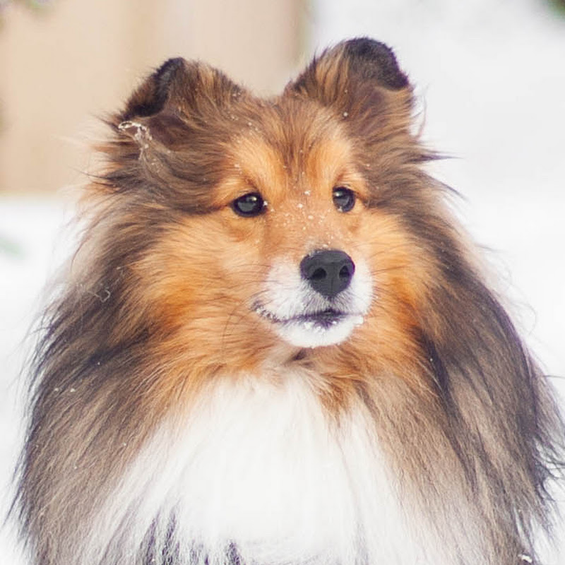 Lassie Lite