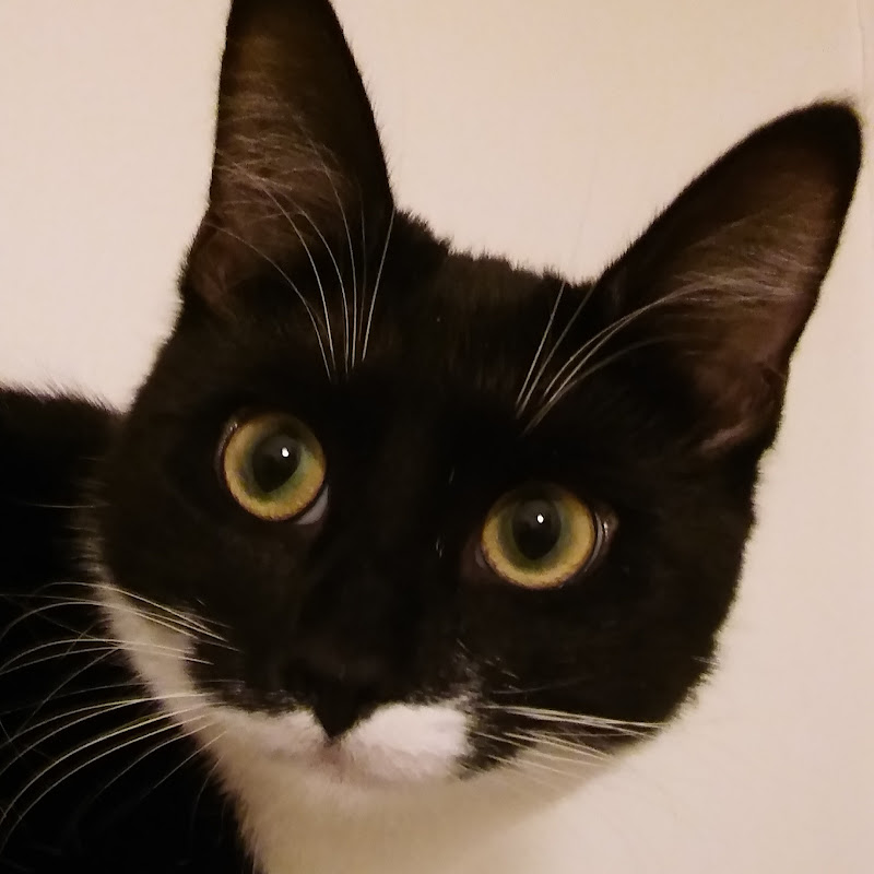 Viola