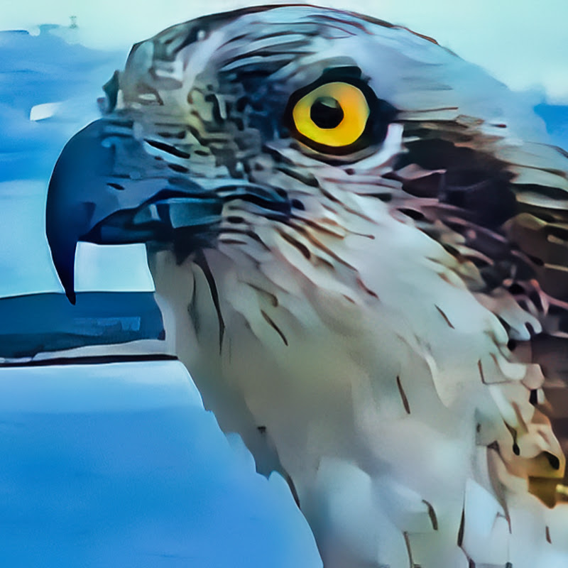 Fru Rauer  - Norwegian Osprey