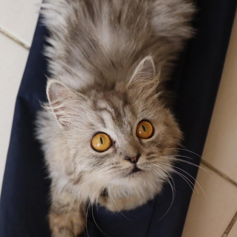 my cat🐈