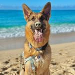 Koa