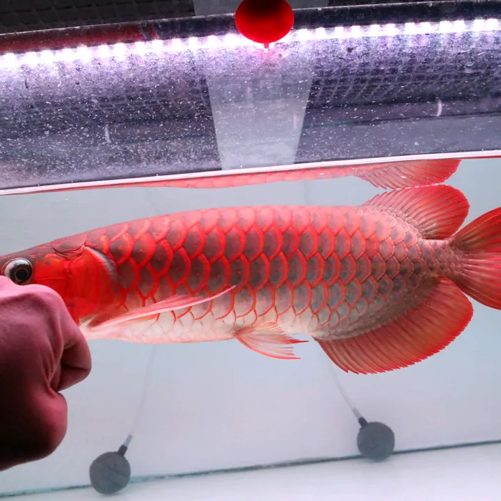 Saitama Arowana Super Red