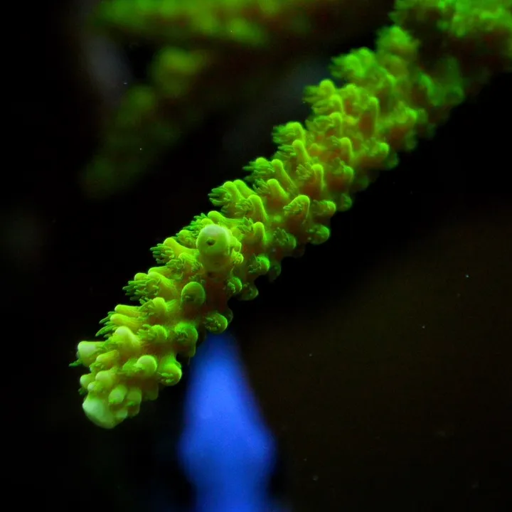 acroreef