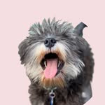 Pinot the Schnauzer