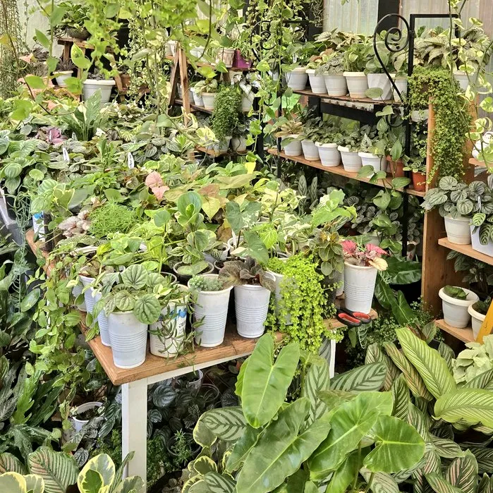bedazzle.plants.ug