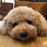 Popcorn The Toy Poodle 🐶🍿🇵🇭