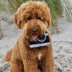 Bo, the Australian Labradoodle