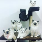 Ragdoll Of Honeypier