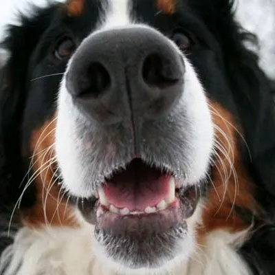 🇬🇷🏛️ ⛓️‍💥 Σκύλαξ 🐾🏛️🇬🇷