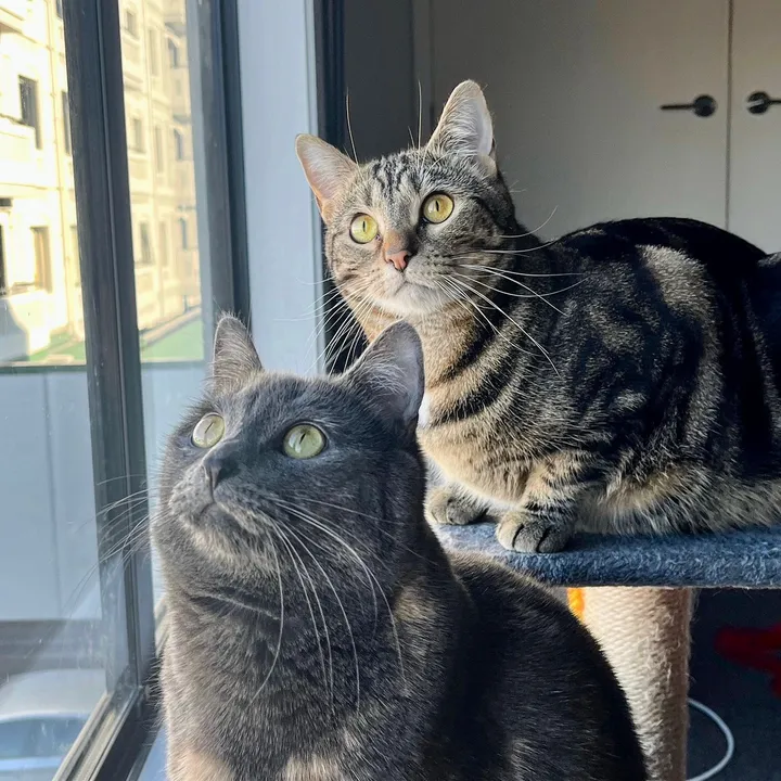 Chai, Ash & Pepito
