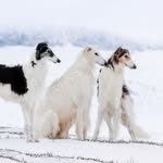 ZARWOE ♂🐾  LÁSKA ♀🐾 AZZO ♂