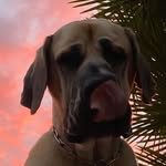Aslan🐶