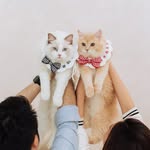 Miko & Simba