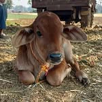 ANIMALS LOVER 🥰