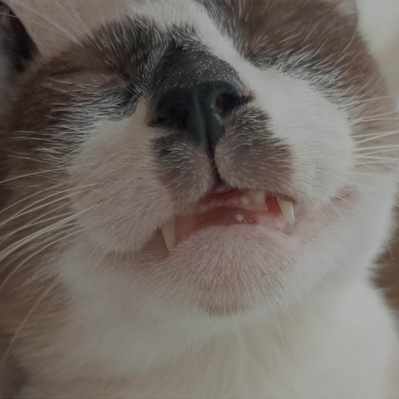 Life With Cats