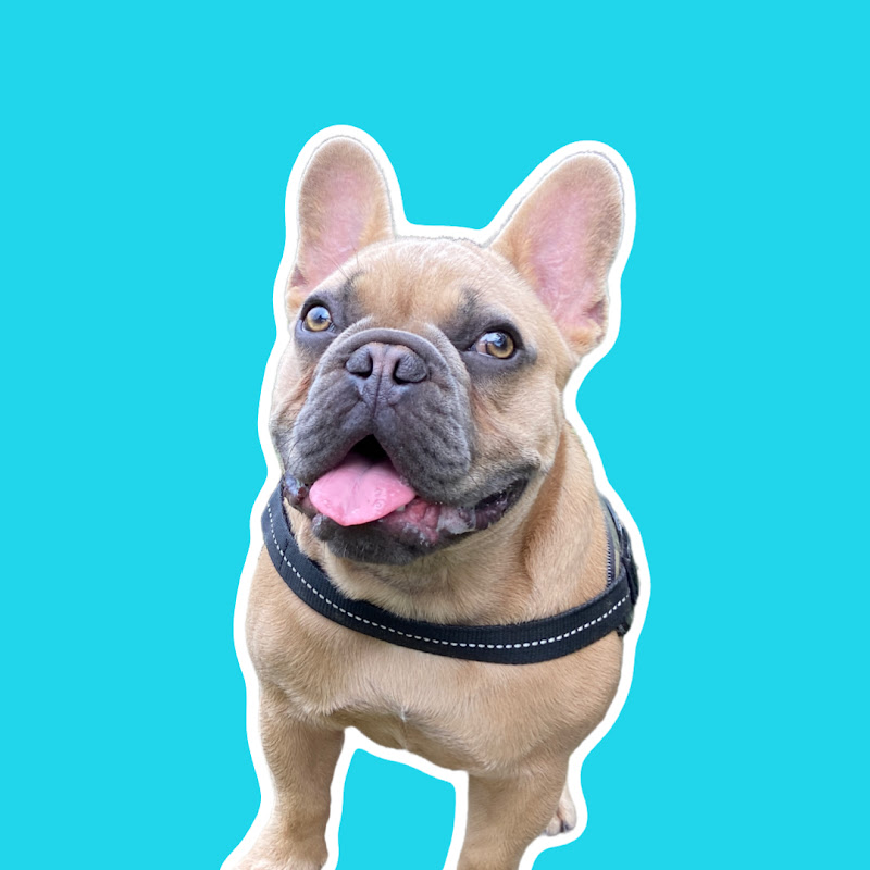 TJ The Frenchie
