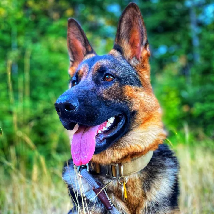 Ruby & Red the German Shepherd