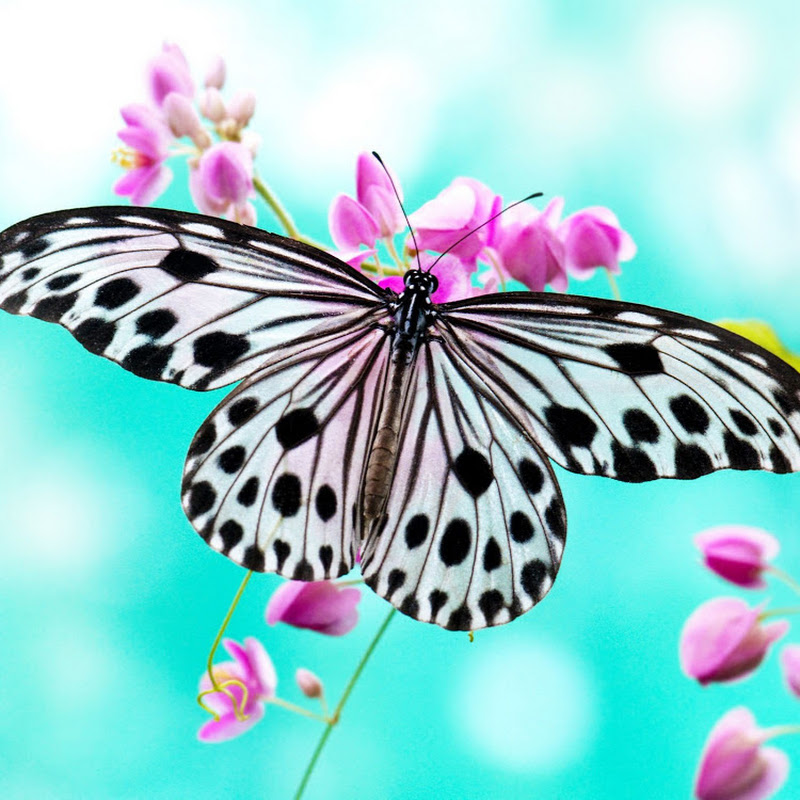 Tt Butterfly 