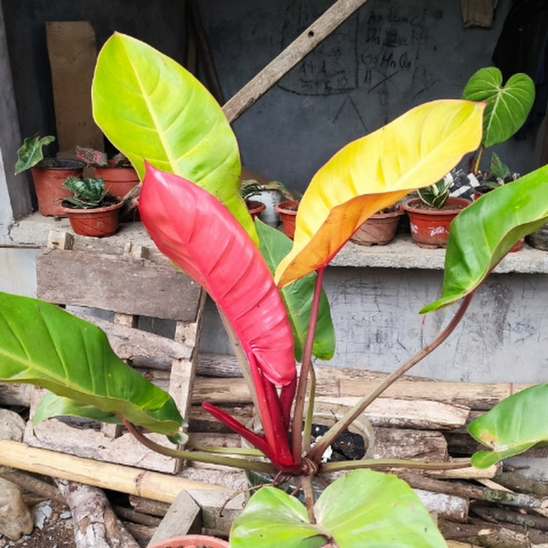 Plantita ph