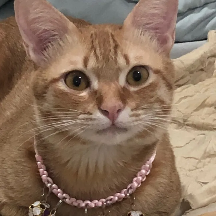 milktea_catvn