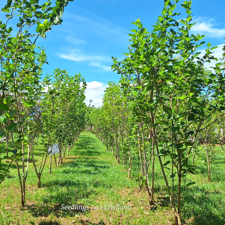 Seedlings La Castellana
