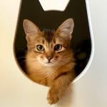 ᴅᴀᴋᴏᴛᴀ ᴠᴇɴ*ᴘʟ and her family 🐿️🐿️🐿️