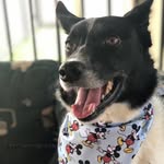 Tina the Border Collie ♥️🐕