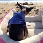 Tobie’s Small Dog Rescue