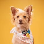 Mia volpina🌸 |dog model & pet influencer