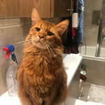 Cats of Barnet (Home of the Purrs)