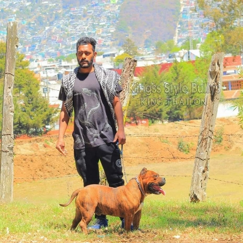 Kingss Style Bullies