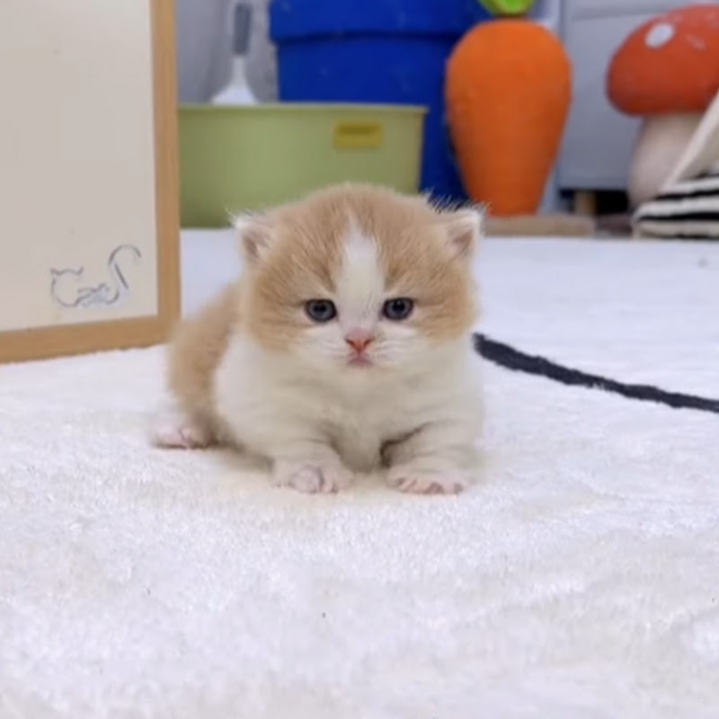 Meow Channel