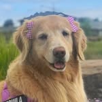 Tequila | Golden Retriever