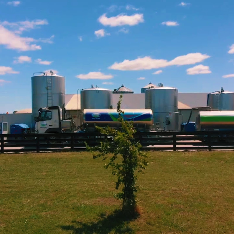 SingleTree Dairies NZ