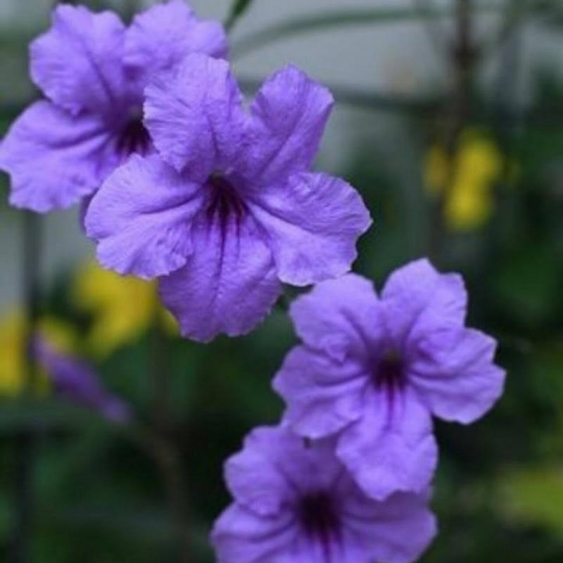 Inspiring_For_Gardening