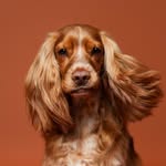 KOBE | Cocker Spaniel