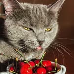 🔹️𝓟𝓸𝓵𝓲𝓷𝓪 🔹️