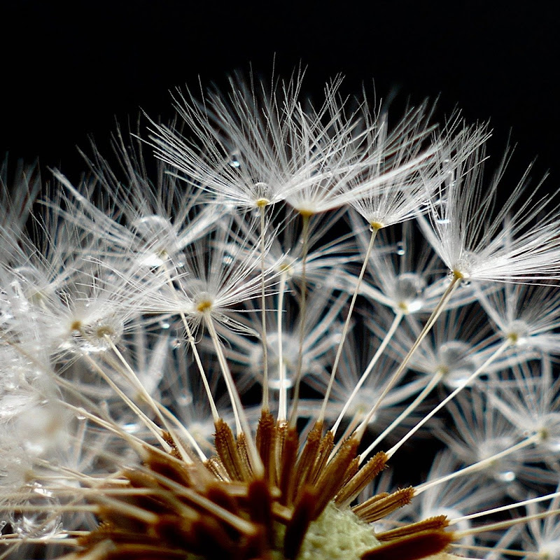 Organic ॐ Chillout