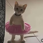 ʟʏɴɴ ฅ^•ﻌ•^ฅ