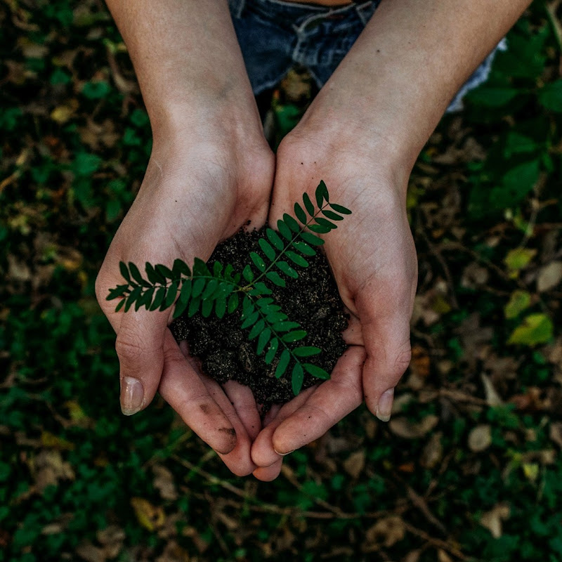 Minitree Vlog