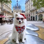 Coco the Traveling Samoyed 🐾 + Jennifer | Dog Friendly Travel