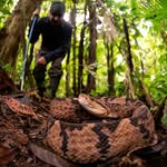 Sebas Herpetofauna photography