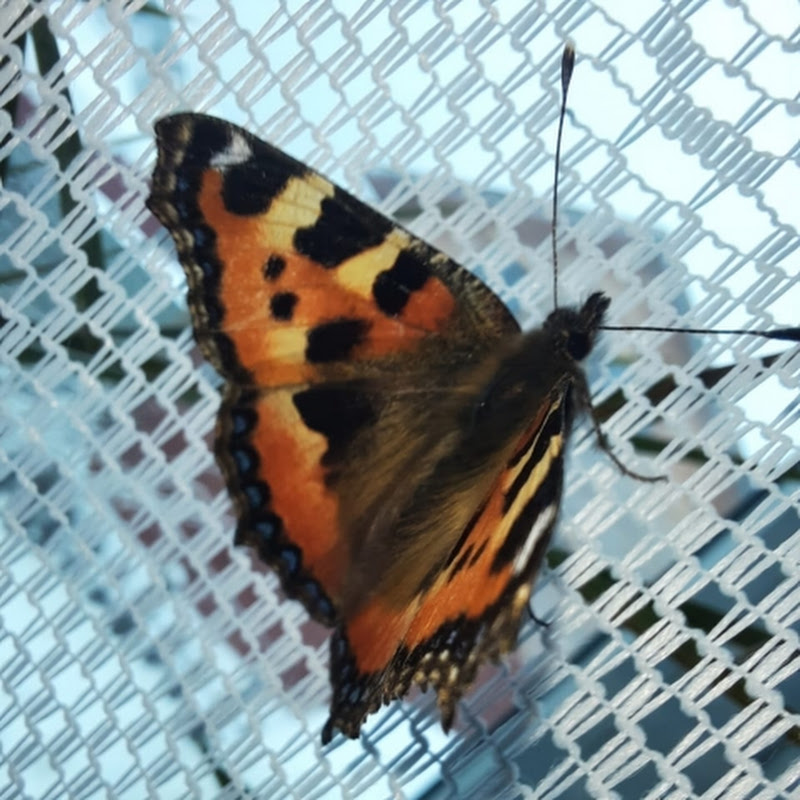 ЖивЁм как могЁм на Вольных хлебах