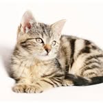 Catsinstagram